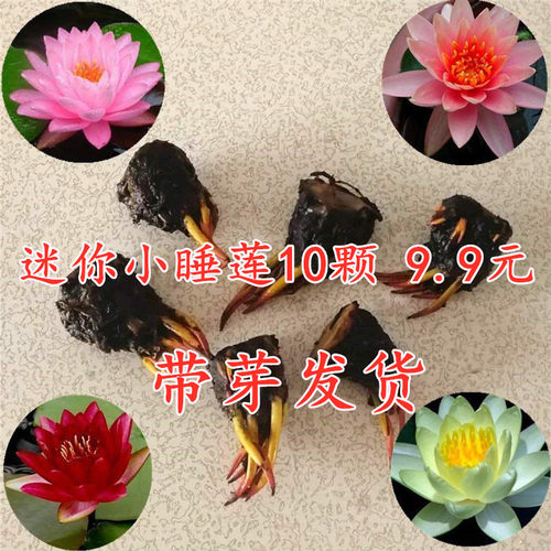 迷你水培植物阳台荷花迷你小睡莲