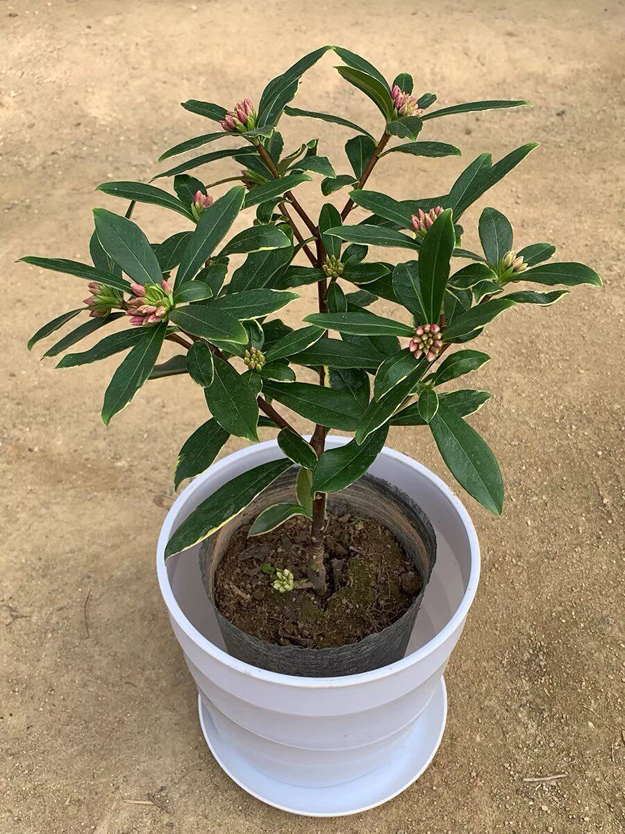 耐寒花卉金边瑞香阳台盆栽年宵花