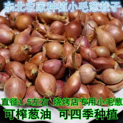 小圆葱头红葱头毛葱头火葱头种球正宗四季小香葱头农家自种洋葱头