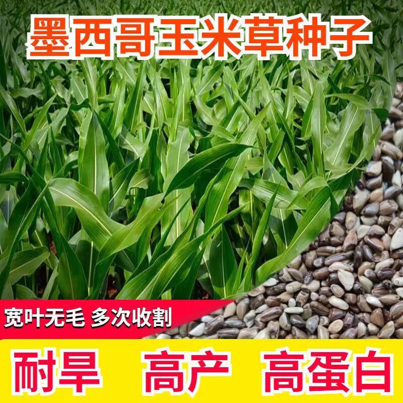 墨西哥玉米草种子进口牧草