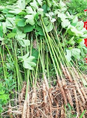 青桐树苗中国梧桐树苗庭院绿化风景树绿化苗木行道树青桐苗桐麻树