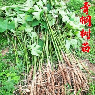 青桐树苗中国梧桐树苗庭院绿化风景树绿化苗木行道树青桐苗桐麻树