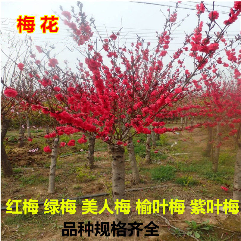 百花缘红梅耐寒庭院春天腊梅
