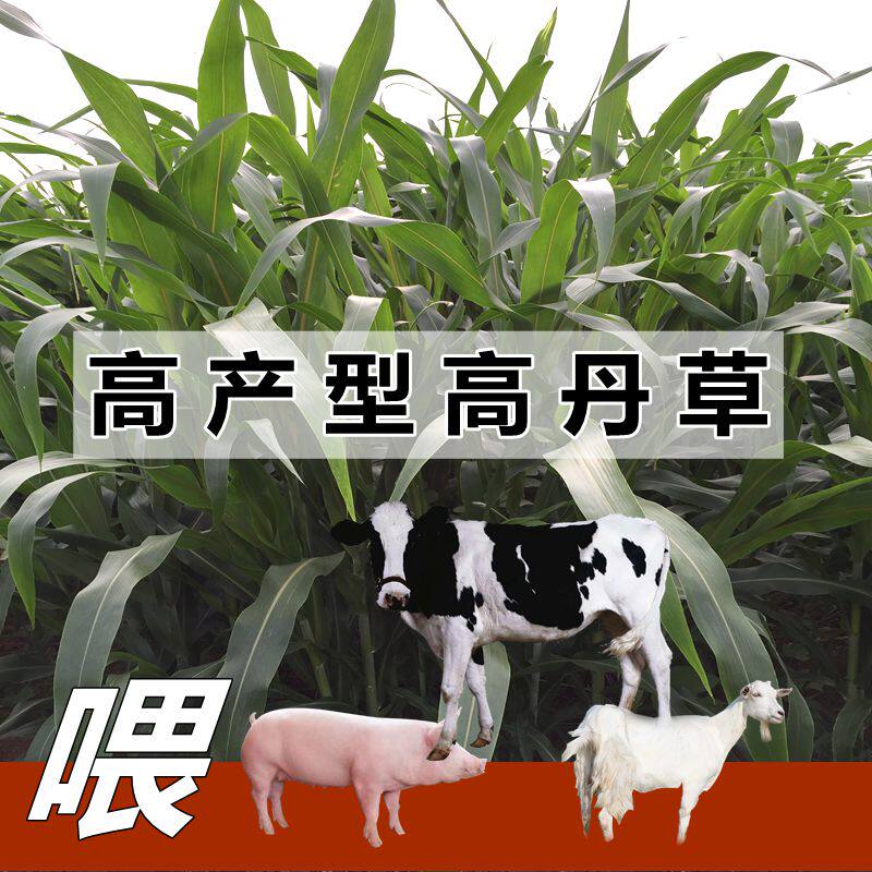 进口高丹草种籽喂牛羊四季养殖草籽猪牧草种子再生鸡鸭兔饲料鱼草
