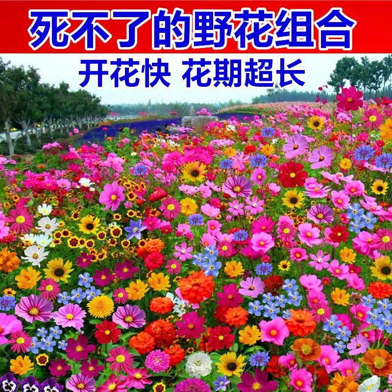 野花组合波斯菊万寿菊种子