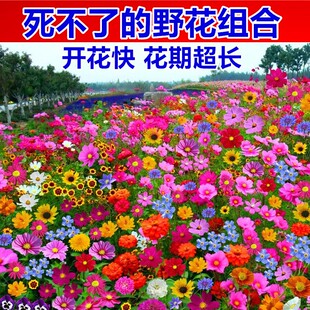 野花组合四季开花种子耐寒花种易活波斯菊花卉室外庭院好养的花籽
