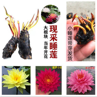大睡莲根块微型四季种植迷你小睡莲种根水培植物盆栽花卉带芽发货