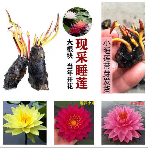 大睡莲根块微型四季种植迷你小睡莲种根水培植物盆栽花卉带芽发货