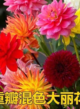9.9元3个大丽花种球四季庭院花卉