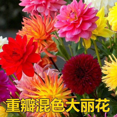 9.9元3个大丽花种球四季庭院花卉