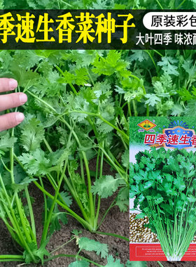 四季香菜农家香菜子蔬菜种子