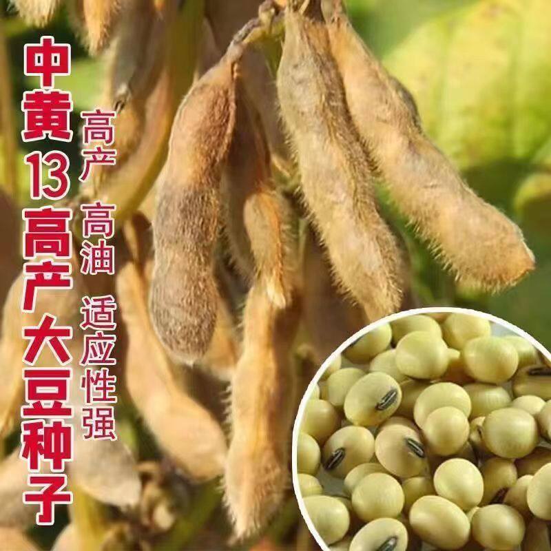 农家自种早熟高产黄豆种子