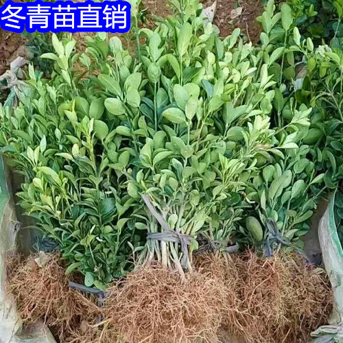 大叶冬青球四季常青地栽耐寒植物花卉球型庭院围墙篱笆树绿化苗木