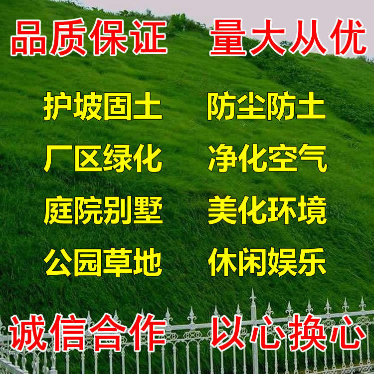 四季播种四季常青草坪种子草籽