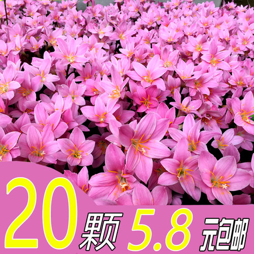 庭院种球风雨兰韭菜兰