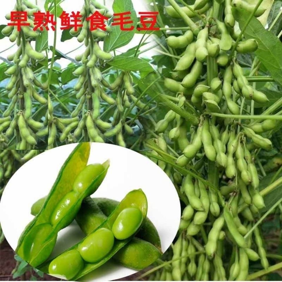 百花缘春秋鲜食毛豆早熟毛豆