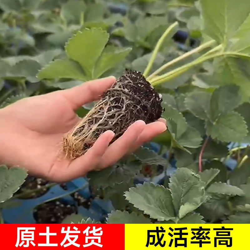 草莓苗穴盘苗秧四季结果盆栽带土奶油章姬红颜脱毒苗阳台种植果苗