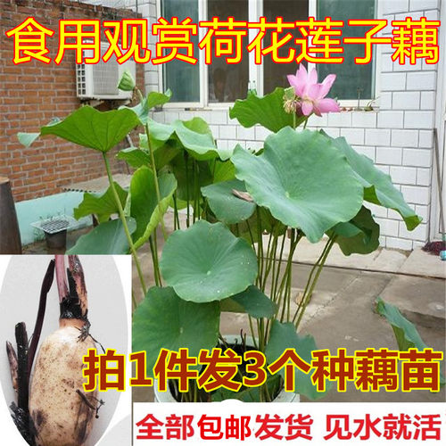 鱼塘盆栽荷花莲藕苗食用观赏荷花