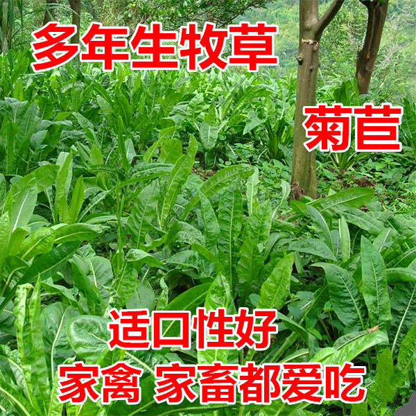 夏季秋季牛羊鸡鸭鹅爱吃四季牧草