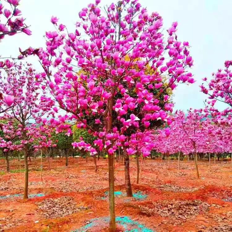白黄红紫玉兰花树苗花卉盆栽地栽大型室外别墅庭院绿化植物四季花