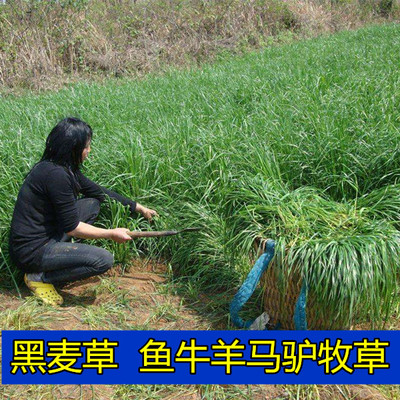 百花缘四季播牧草种子喂牛羊