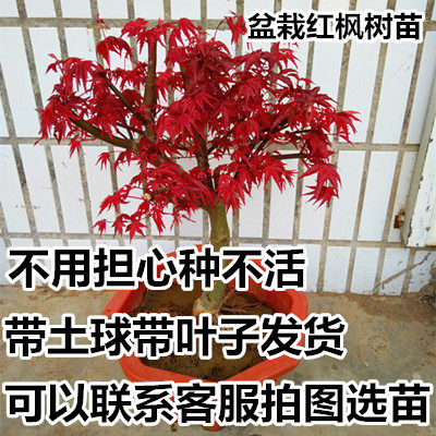 矮桩红枫苗树桩盆景中国红三季红