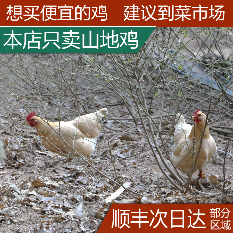 老母鸡农家散养走地鸡生鲜整土鸡