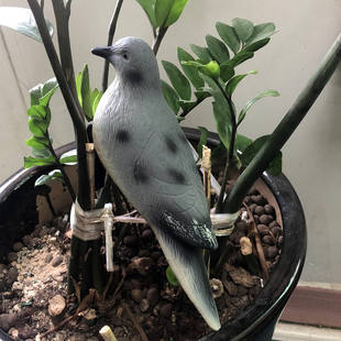 仿真吹塑打猎诱饵道具假斑鸠饰品户外拍摄模型鸽子厂家现货