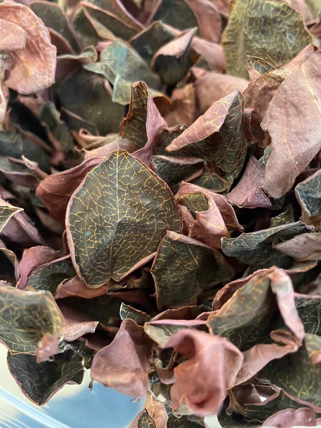 福建南靖林下种植金线莲干品 高品质整颗干品产地直销 质量保证