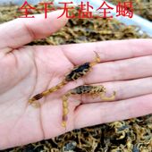 清水干货 全干无盐 可泡酒50克 全蝎蝎子 中药材全虫