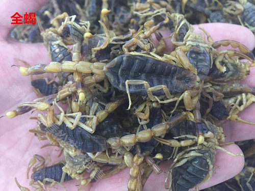 中药材全蝎   钳蝎 蝎子 全虫  清水干货100克店内有水蛭蜈蚣包邮 - 封面