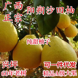 广西正宗阳朔沙田柚 大果纯甜无酸 桂林兴坪60年老树白果肉香柚子