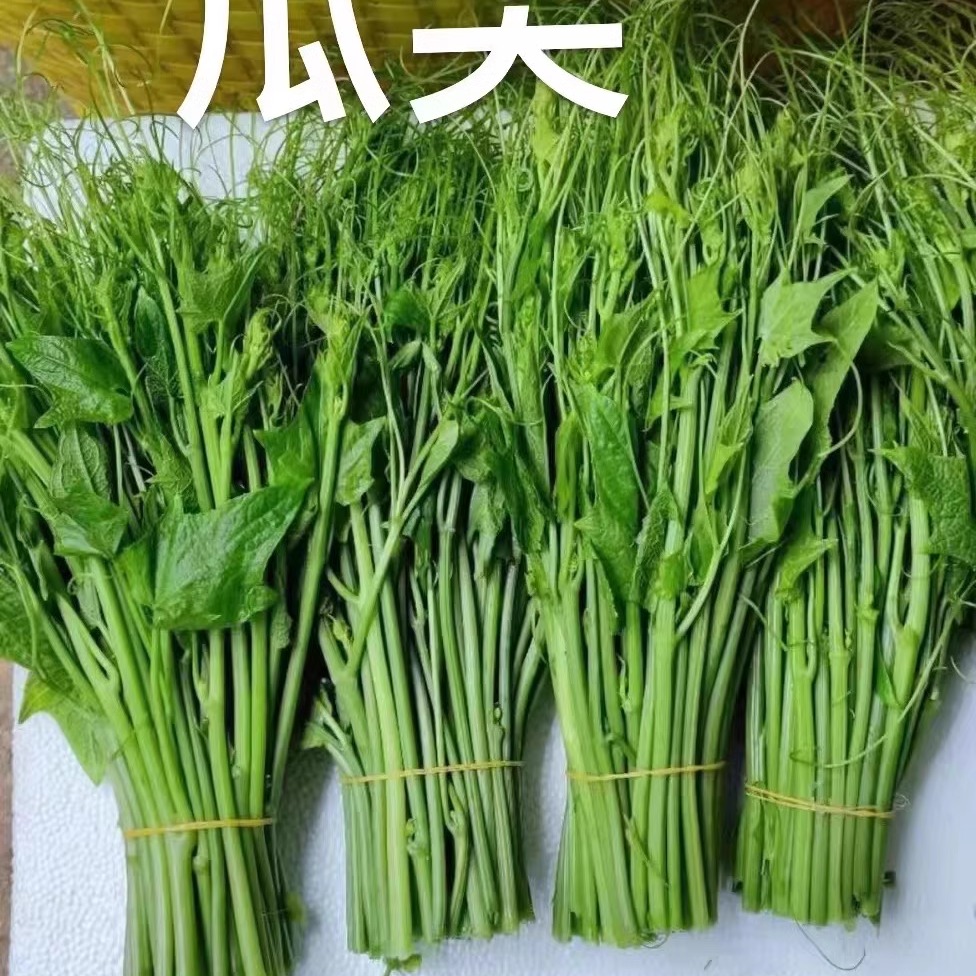 丝瓜尖龙须菜顺丰包邮