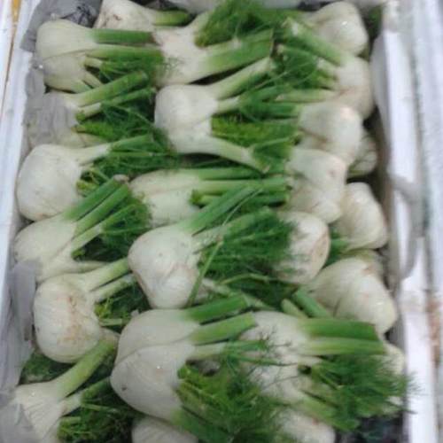 新鲜采摘茴香头顺丰包邮