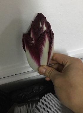 新鲜玉兰菜紫菊苣 chicory 紫玉兰菜 500g 江浙沪满五件顺丰包邮