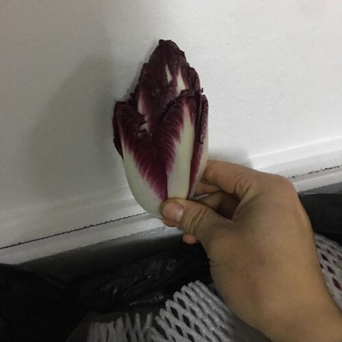 新鲜玉兰菜紫菊苣 chicory 紫玉兰菜 500g 江浙沪满五件顺丰包邮