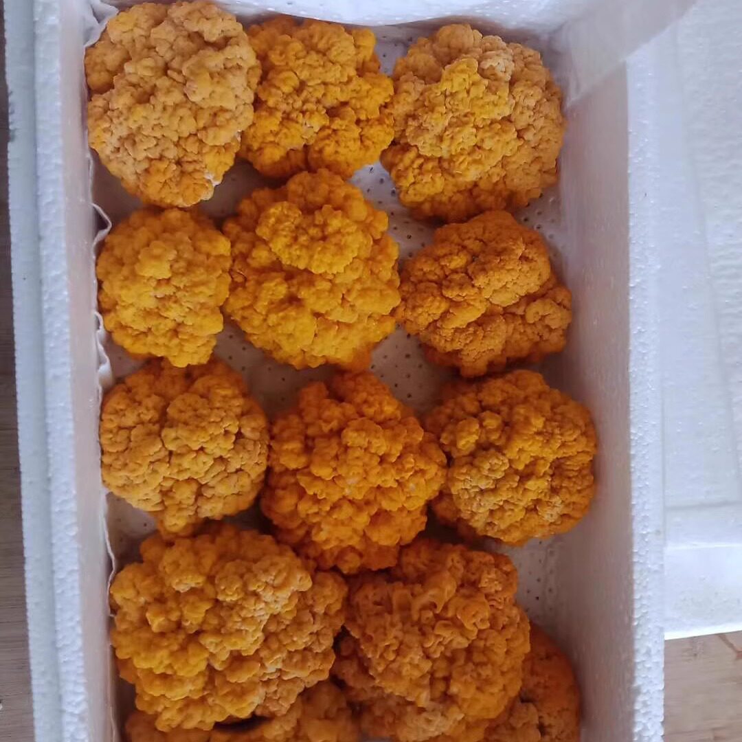 黄金耳菌 新鲜菌菇 500g 江浙沪皖6件包邮