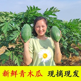 新鲜青木瓜广西农家自种木瓜番木瓜腌酸凉拌沙拉炖炒下奶生木瓜