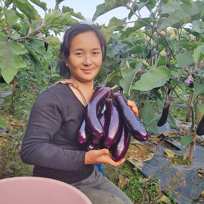 紫茄子露天农家自种长茄子新鲜蔬菜现摘现发包邮