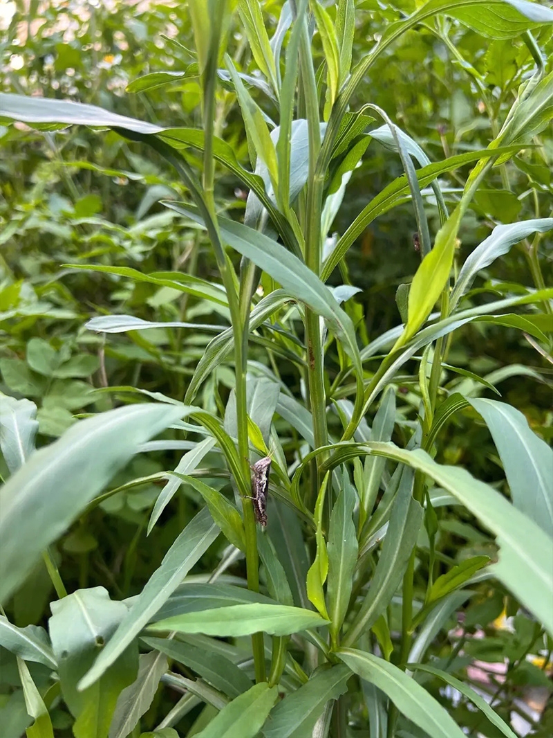 瑞连草钻 叶紫菀苗 剪刀菜白菊花 土柴胡 阳台庭院盆栽疏菜种子苗