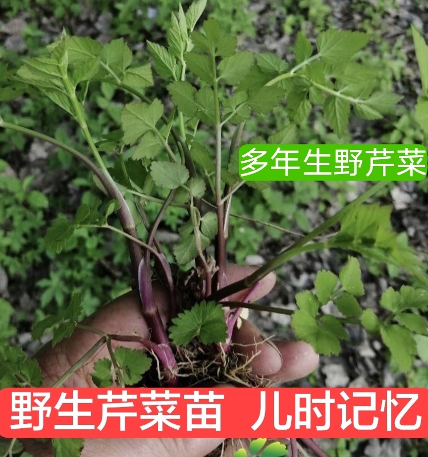 芹菜苗 种子 山芹 菜种子 水芹菜多年生芹大叶芹种孑蔬菜水种苗