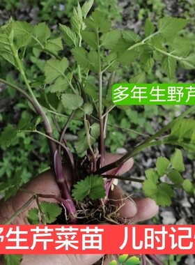 芹菜苗 种子 山芹 菜种子 水芹菜多年生芹大叶芹种孑蔬菜水种苗
