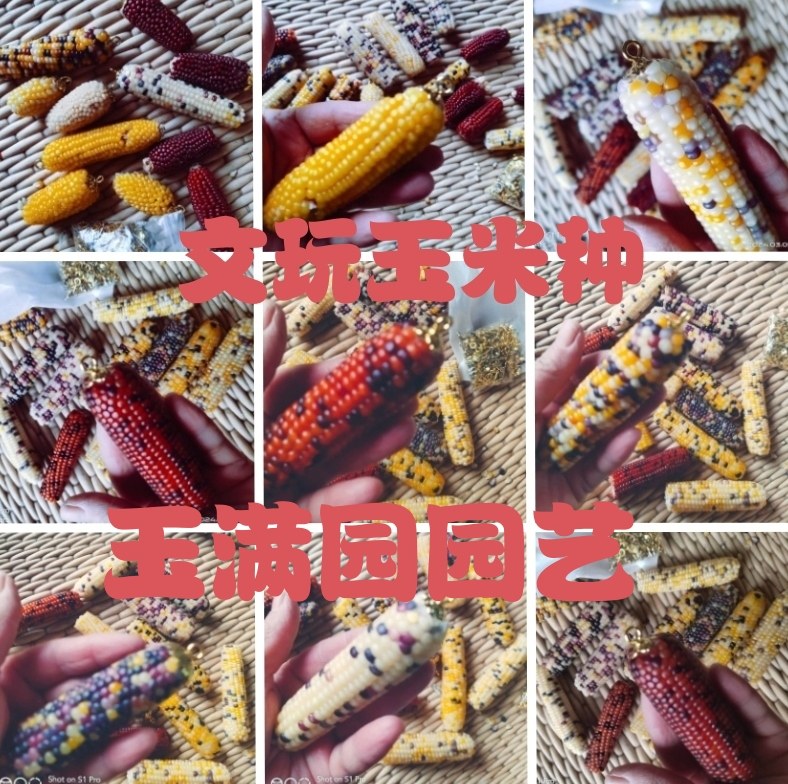 七彩玻璃宝石玉米种子彩色文玩玉米种子阳台盆栽血丝文玩玉米种子