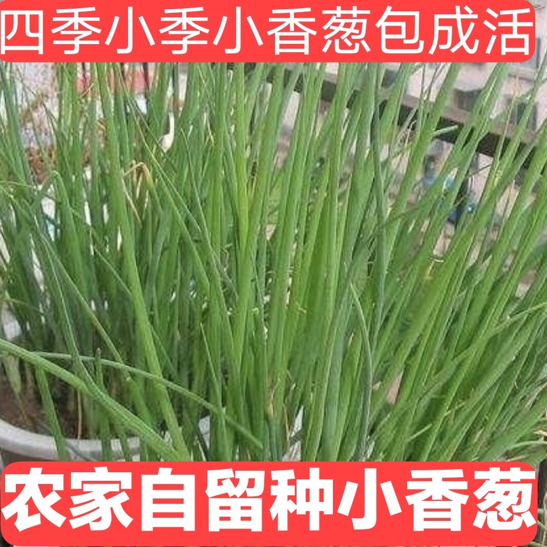 四季小香葱种子种头苗小葱种籽红葱头香葱苗红头阳台盆栽蔬菜种子