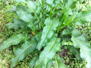 农村土大黄 野菠菜种子苗 洋铁叶牛西西羊蹄根阳台盆栽蔬菜种子苗