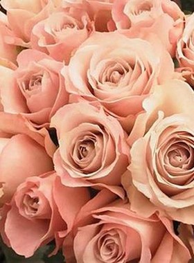 室内庭院花卉阳台盆栽绿植