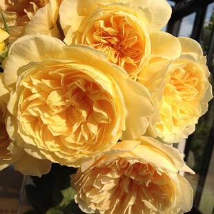 庭院植物欧月 萤火虫之地 灌木月季花苗机器强香阳台盆栽地栽花卉