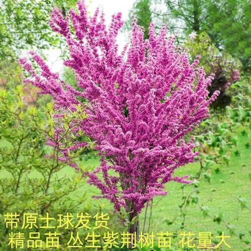 紫荆花树苗庭院耐寒室外卉