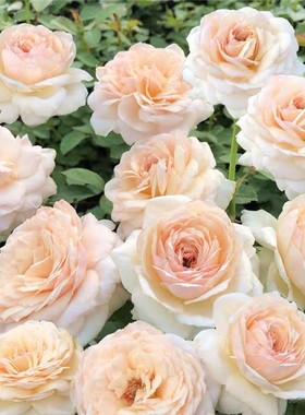 庭院植物少女灌木月季开放浓香型