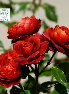 月季花火热巧克力玫瑰庭院